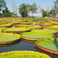 บรรยากาศ สวนดูบัว