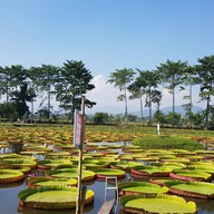 บรรยากาศ สวนดูบัว