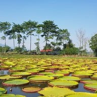 บรรยากาศ สวนดูบัว