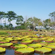 บรรยากาศ สวนดูบัว