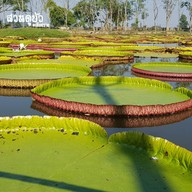 บรรยากาศ สวนดูบัว