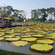 บรรยากาศ สวนดูบัว