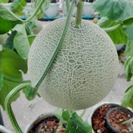 บรรยากาศ บางหว้าเมล่อน