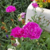 บรรยากาศ สวนผึ้งไฮแลนด์