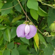 บรรยากาศ สวนผึ้งไฮแลนด์