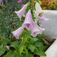 บรรยากาศ สวนผึ้งไฮแลนด์