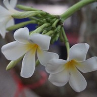 บ้านบองปะโอน