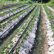 บรรยากาศ Strawberry Land