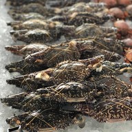 พุงช้างกุ้งกะทะ พังงา