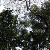 สวนรุกขชาติห้วยแก้ว