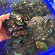 พุงช้างกุ้งกะทะ พังงา