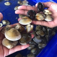 พุงช้างกุ้งกะทะ พังงา