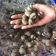 พุงช้างกุ้งกะทะ พังงา