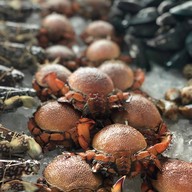 พุงช้างกุ้งกะทะ พังงา