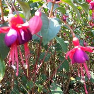 สถานีเกษตรหลวงอินทนนท์