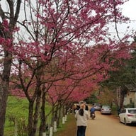 บรรยากาศ ดอยอ่างขาง