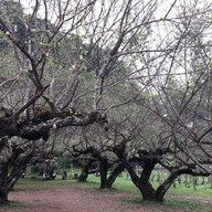 ดอยอ่างขาง