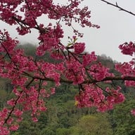 บรรยากาศ ดอยอ่างขาง