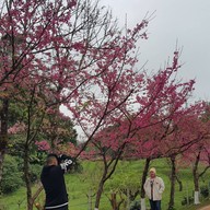 บรรยากาศ ดอยอ่างขาง