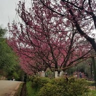 บรรยากาศ ดอยอ่างขาง