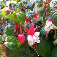 สถานีเกษตรหลวงอินทนนท์