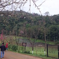 ดอยอ่างขาง