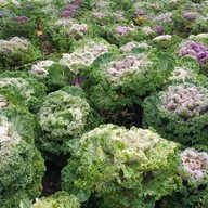 บรรยากาศ ดอยอ่างขาง