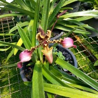 สถานีเกษตรหลวงอินทนนท์