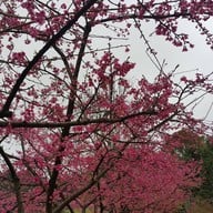 บรรยากาศ ดอยอ่างขาง