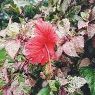 บรรยากาศ สวนทวีวนารมย์