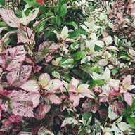 บรรยากาศ สวนทวีวนารมย์