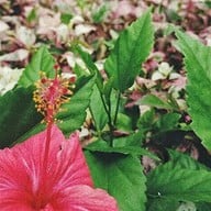 บรรยากาศ สวนทวีวนารมย์