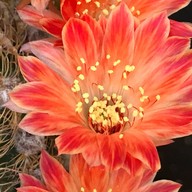 คุกกี้รันแคคตัส / CookieRunCactus Facebook.com/CookieRunCactus