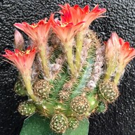 คุกกี้รันแคคตัส / CookieRunCactus Facebook.com/CookieRunCactus