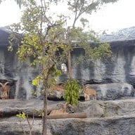 เชียงใหม่ไนท์ซาฟารี