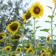 บรรยากาศ ตลาดน้ำบ้านพรุ