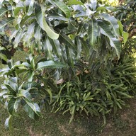 วันชนะวิว