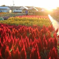 Aga Flowers at Aga Happy Farm
