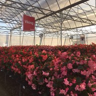 Aga Flowers at Aga Happy Farm