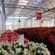 Aga Flowers at Aga Happy Farm