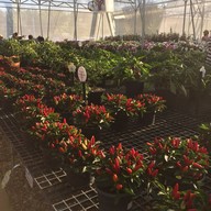 Aga Flowers at Aga Happy Farm