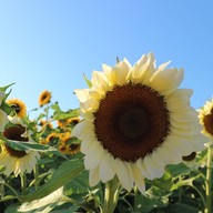 Aga Flowers at Aga Happy Farm