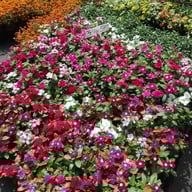 บรรยากาศ ตลาดธนบุรี (สนามหลวง 2)