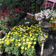 ตลาดธนบุรี (สนามหลวง 2)