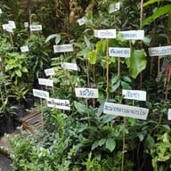 บรรยากาศ ตลาดธนบุรี (สนามหลวง 2)