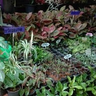 บรรยากาศ ตลาดธนบุรี (สนามหลวง 2)