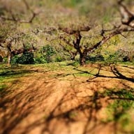 ดอยอ่างขาง