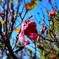 ดอยอ่างขาง