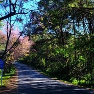 ดอยอ่างขาง