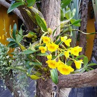 ครัวดอยฝรั่ง